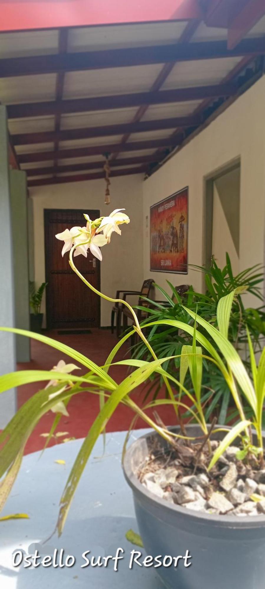 Ostello Surf Resort Аханґама Номер фото